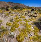 Springtime in Fargo Canyon, California Art Print